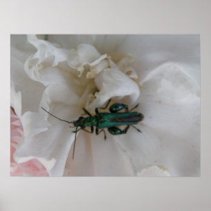 Poster Flower Beetle Print
