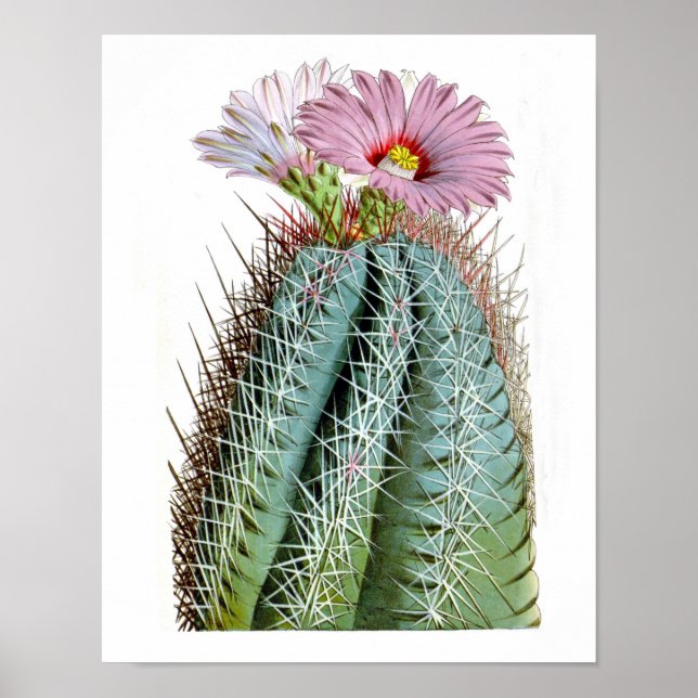 Poster Flower Cactus No6 Histoire naturelle Vintage Impri (Devant)