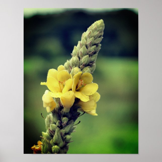 Poster Flower jaune sauvage (Devant)