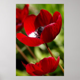Poster Flower rouge