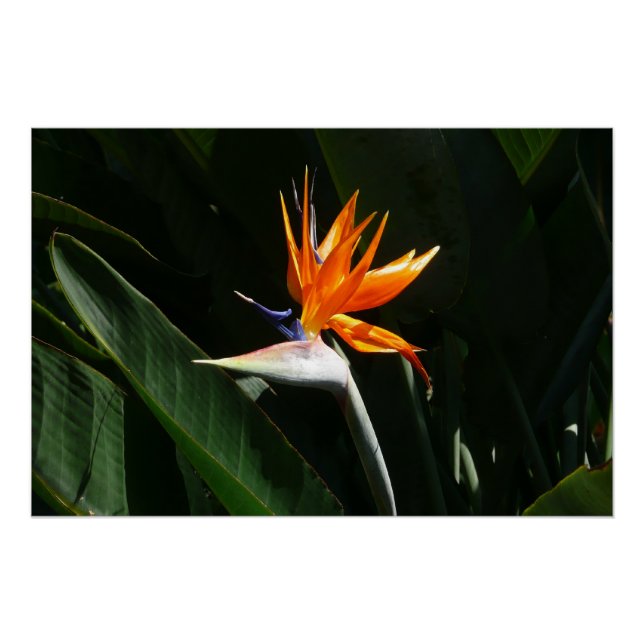 Poster Flower tropical orange paradise (Devant)