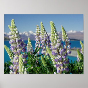 Poster Flowering Lupine New Zealand Landscape