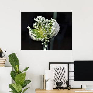 Poster Flowering Spring Onion
