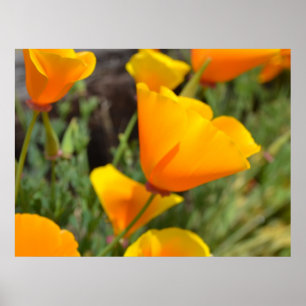 Poster Flowers