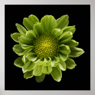 Poster Flowers Green Chrysanthemum