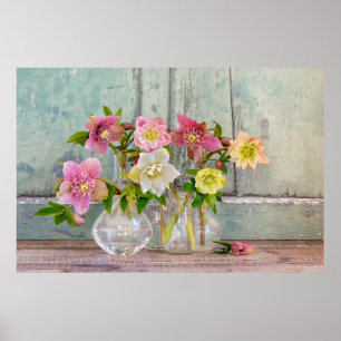 Poster Flowers   Hellebores in Vases