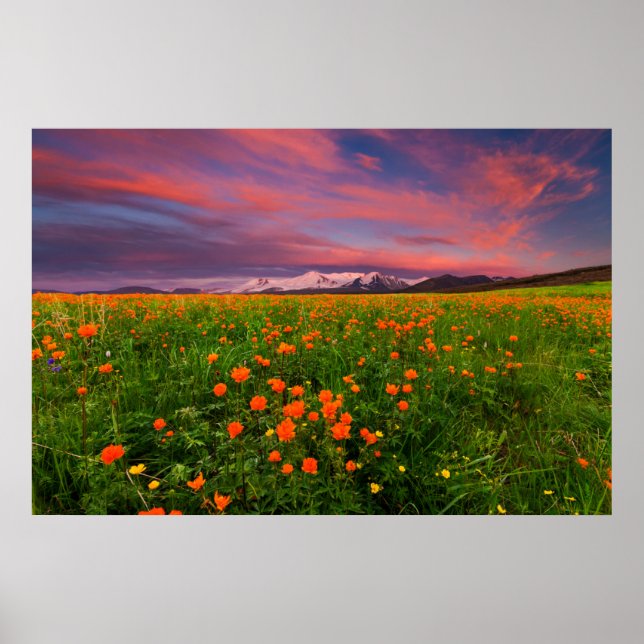Poster Flowers (homonymie) | Fayot Field Snowcapped Mount (Devant)