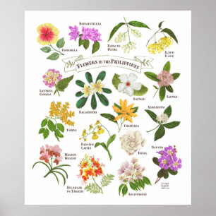 Poster Flowers in the Philippines