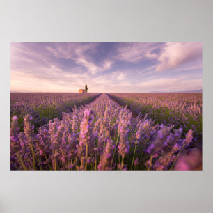 Poster Flowers   Lavender Southern France