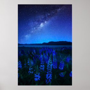 Poster Flowers   Lupines Blooming  at Night Lake Tekapo