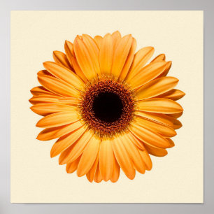 Poster Flowers Orange Gerbera