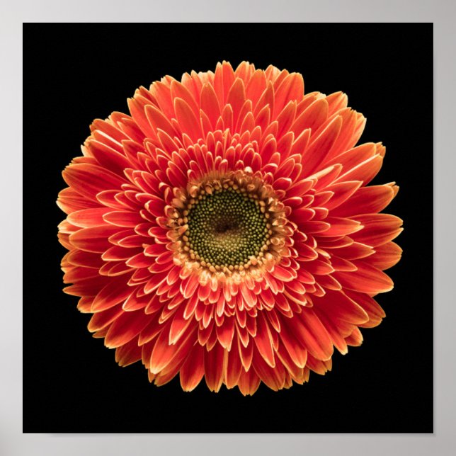 Poster Flowers | Orange Gerbera Daisy (Devant)