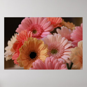 POSTER FLOWERS PINK ET YELLOW DANS UN PHOTOGRAPHE DE CLOS