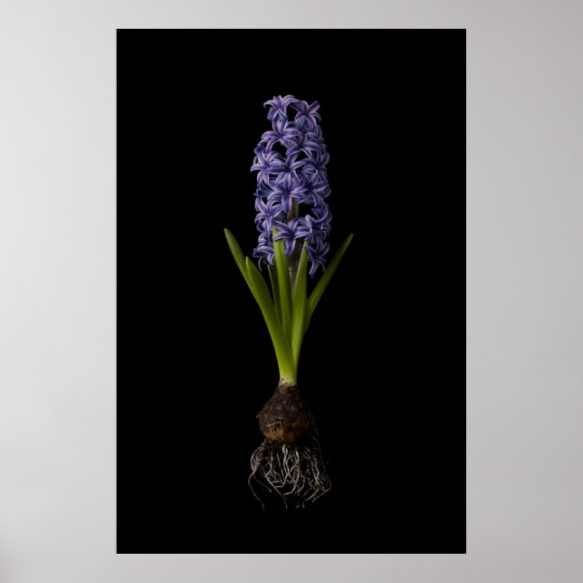 Poster Flowers | Purple Hyacinth Bulb (Devant)