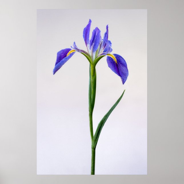 Poster Flowers | Purple Iris Flower (Devant)