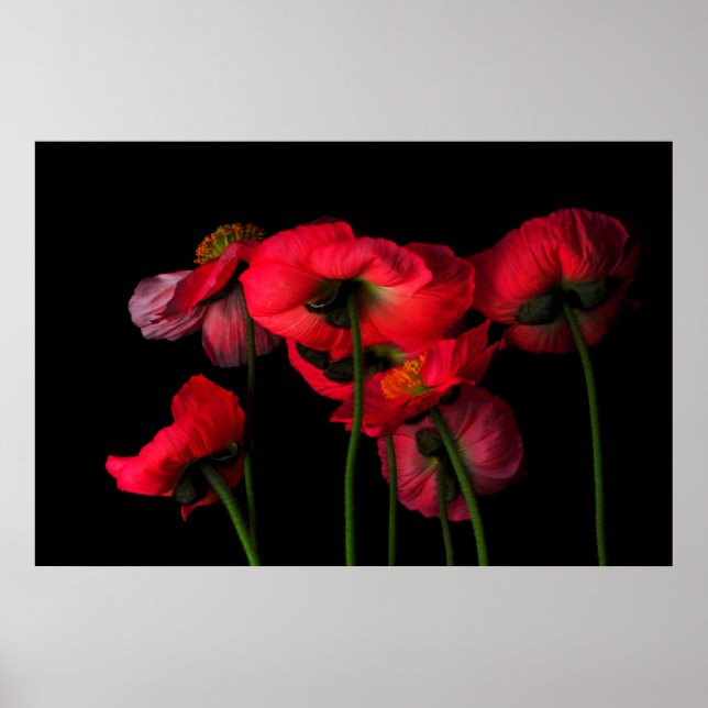 Poster Flowers | Red Poppies (Devant)