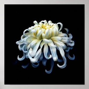 Poster Flowers   White Chrysanthemum