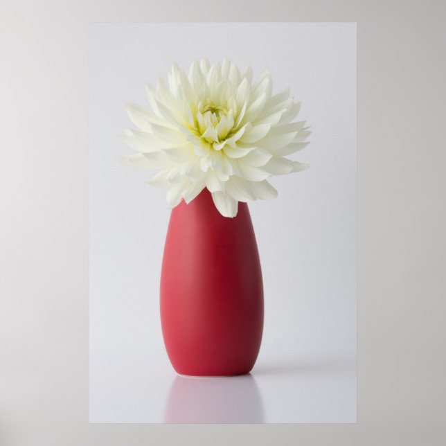 Poster Flowers | White Dahlia in Red Vase (Devant)