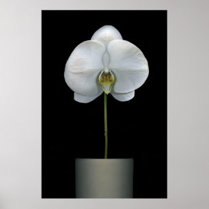 Poster Flowers   White Orchid Flower