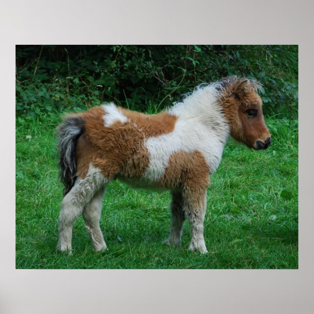 Poster Fluffy Adorable Dartmoor Pony (Devant)