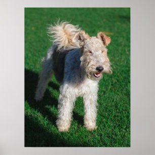 Poster Fluffy Airedale Welsh Terrier Type Chien Chien Chi
