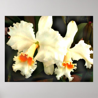 Poster Fluffy White Chat...tleyas