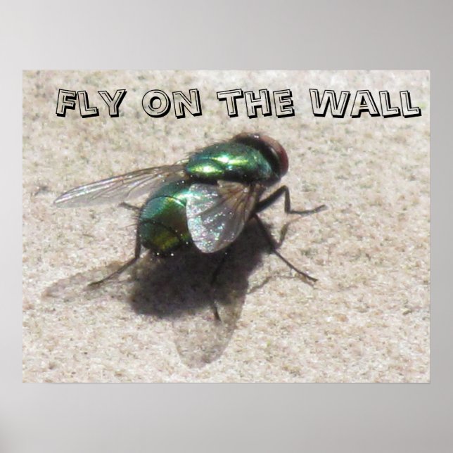 Poster - Fly on the Wall (Front)