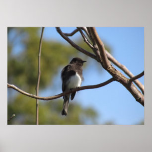 Poster - Flycatcher