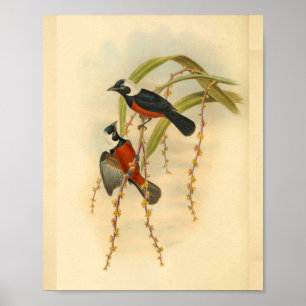 Poster Flycatcher Black Red Bird Imprimer Vintage