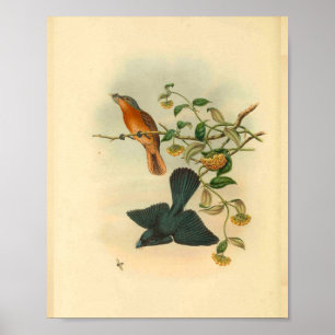 Poster Flycatcher rouge vierge Vintage Imprimer