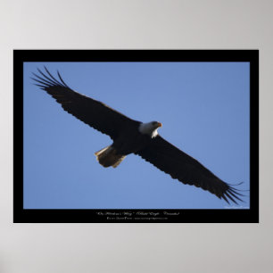 Poster Flying Bald Eagle Wildlife Photo Print