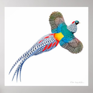 Poster Flying Lady Amherst Pheasant Print