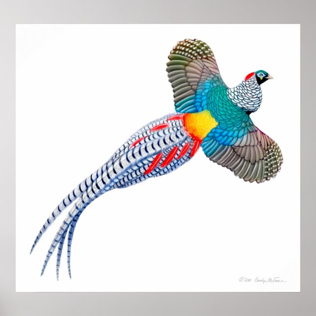 Poster Flying Lady Amherst Pheasant Print (Devant)