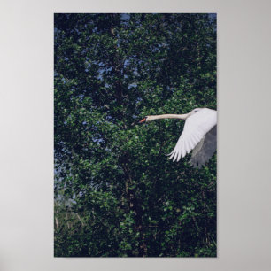 Poster Flying Swan Nature Oiseau Vie sauvage
