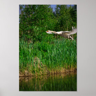 Poster Flying Swan Nature Oiseau Vie sauvage