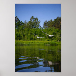 Poster Flying Swan Nature Oiseau Vie sauvage