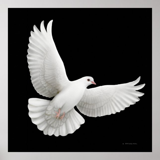 Poster Flying White Dove Print (Devant)