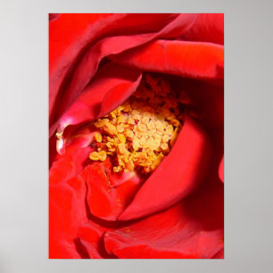 Poster fm rose