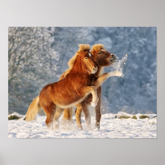 Poster Foal de cheval islandais jouant dans la neige amus (Devant)