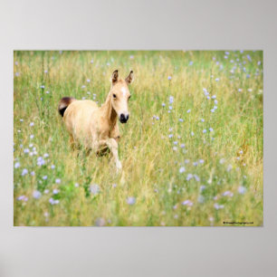 Poster Foal et fleurs