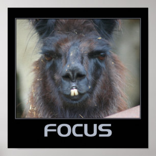 Poster Focus Intense Llama Inspiration