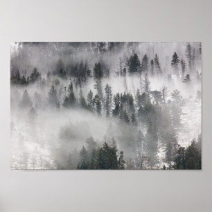 Poster Fog Traversant Les Arbres