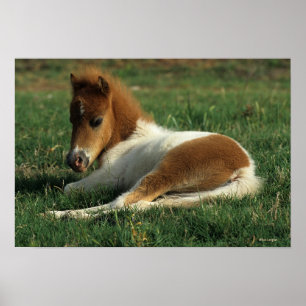 Poster Foie Miniature Pointé