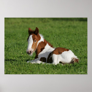 Poster Foie pondu dans l'herbe