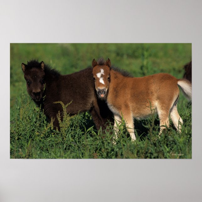 Poster Foies miniatures en herbe (Devant)
