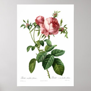 Poster Foliacea de centifolia de Rosa