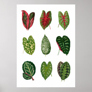 Poster Foliage