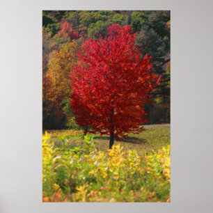 Poster Folithe d'automne