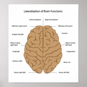 Poster Fonctions de l'affiche du cerveau