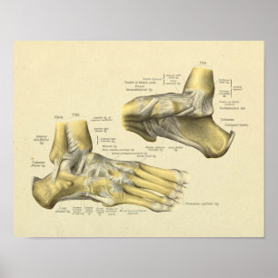 Poster Foot Ankle Anatomy Bones Joints Print